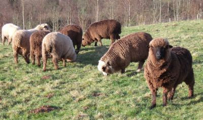 Corriedale Shearling Rams