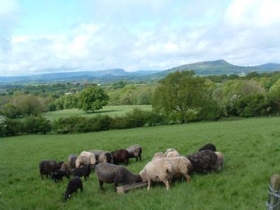 Corriedales feeding at Graig-Fach Farm